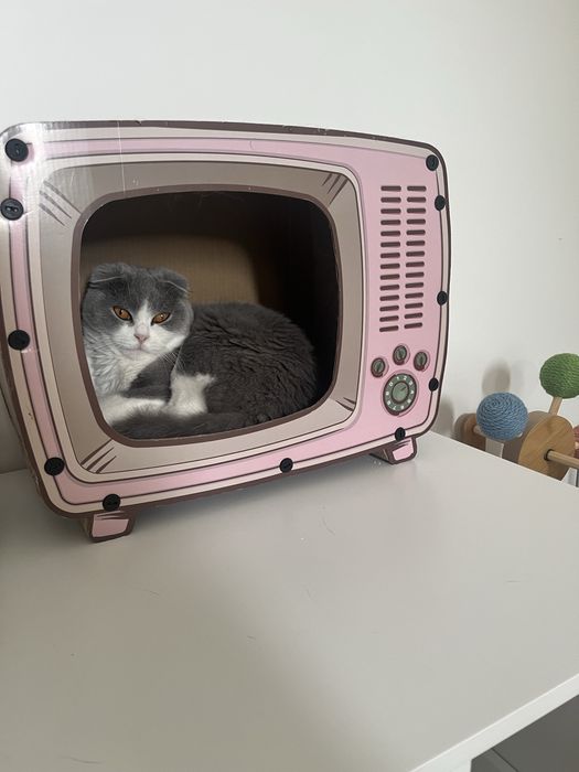 Scottish Fold - femela tanara - pedigree