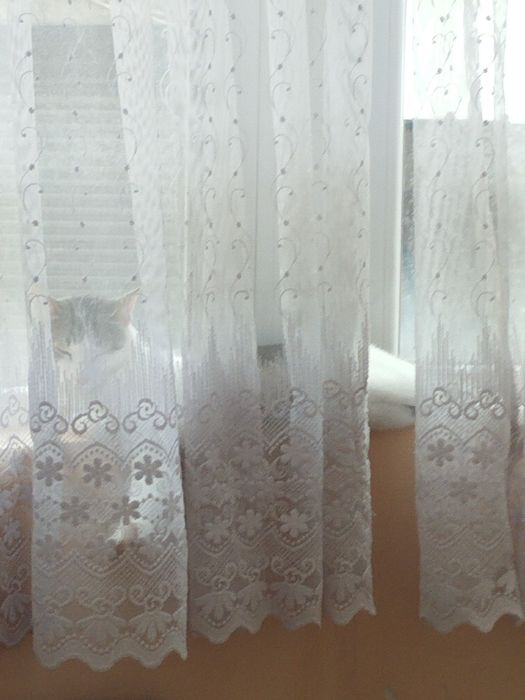 Коте порода Любов