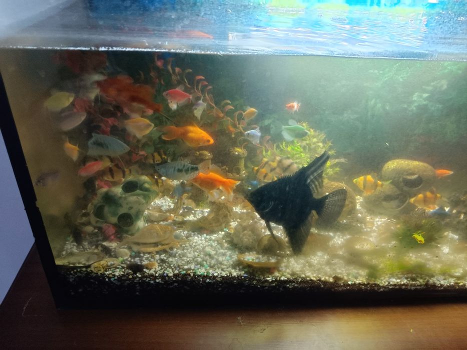 Аквариум 120л с рыбками