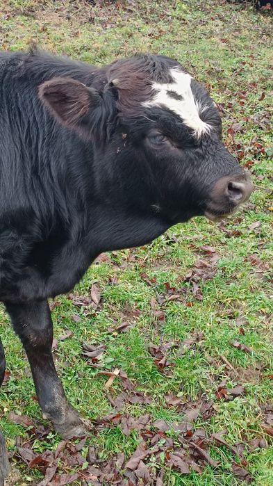 Vând vițel 6 luni .