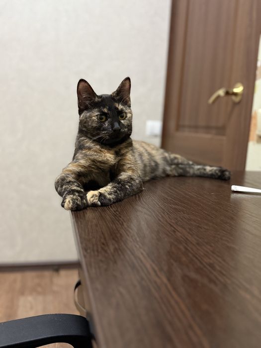 Отдаю в доьрые руки котёнка черепахового окраса