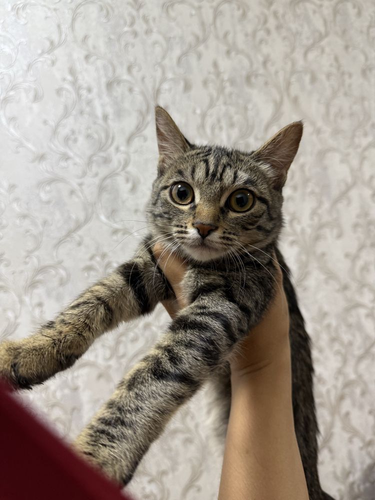 Отдам в добрые руки котята