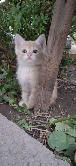 Кошку  в добрые руки