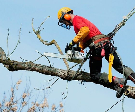 Tăiere copaci/toaletare arbori înalți oriunde cu plăcere
