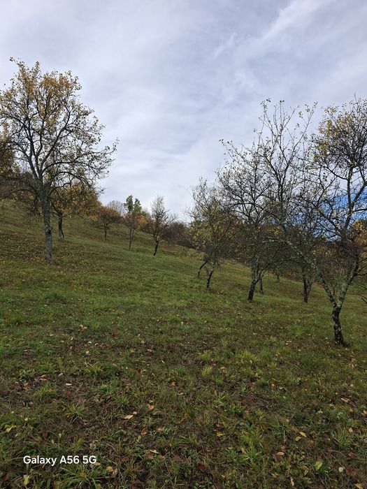 URGENT .Teren de vanzare Berislavesti