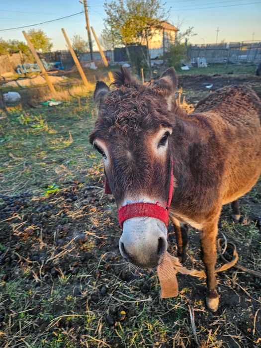 2 magarite 2000 lei amandoua