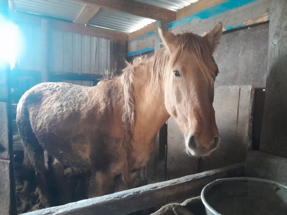 Семіртілген 2 бие сатылады 750 000 тенгеден