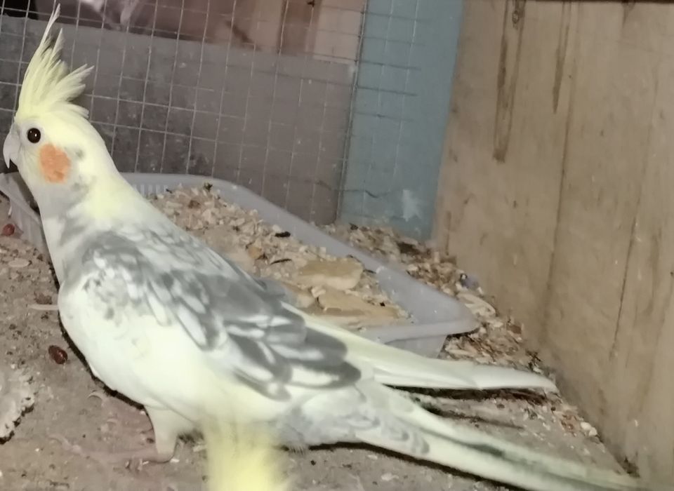 Тоти кушлар корела зоти параси 300000 Минг сум