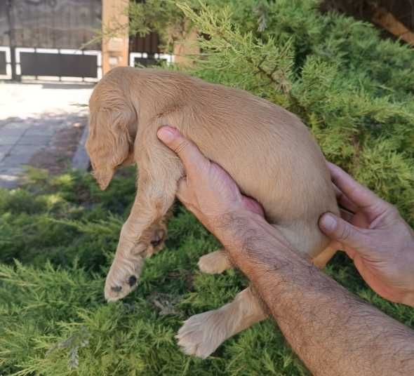 Pui rasa Cocker Spaniel