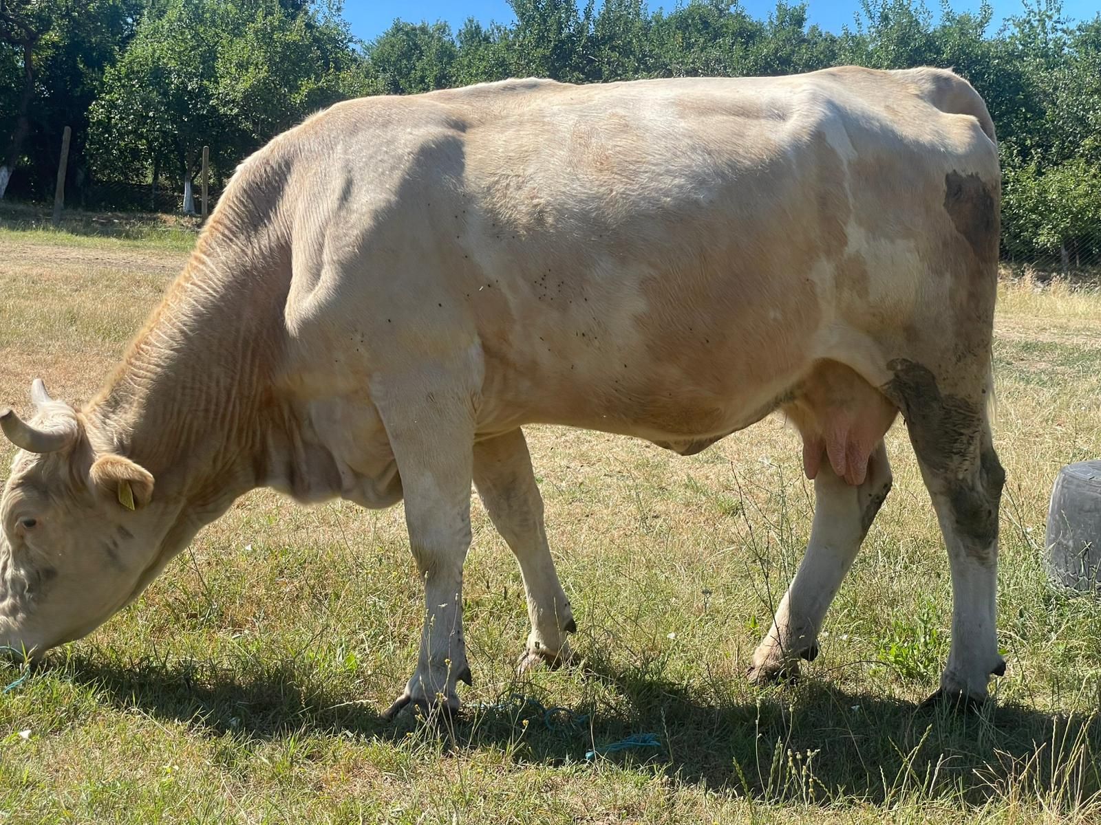 Vand vaca bună de lapte
