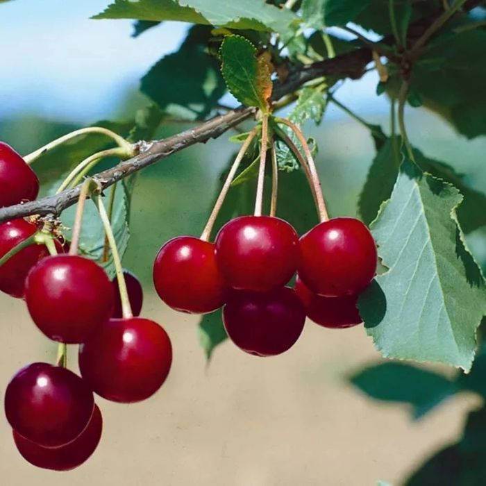 Visin (Soiul Rubina )