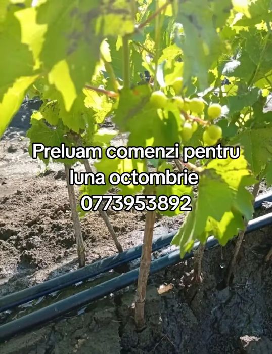 Vând butasi vita de vie anul 1,2 și 3