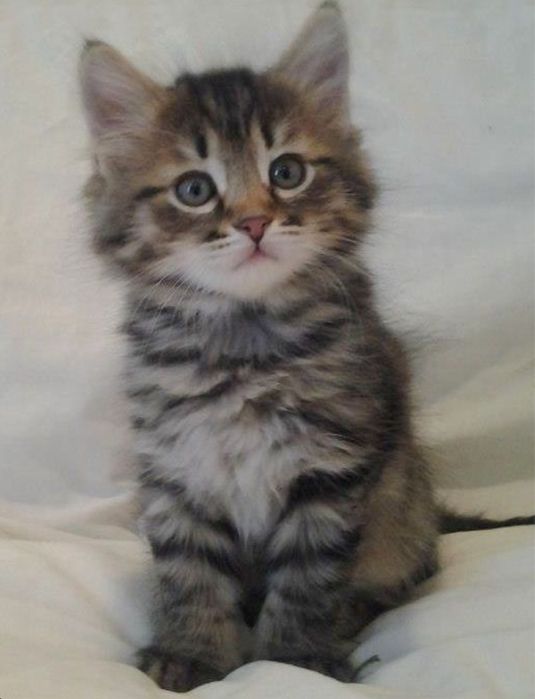 Norvegiana de padure