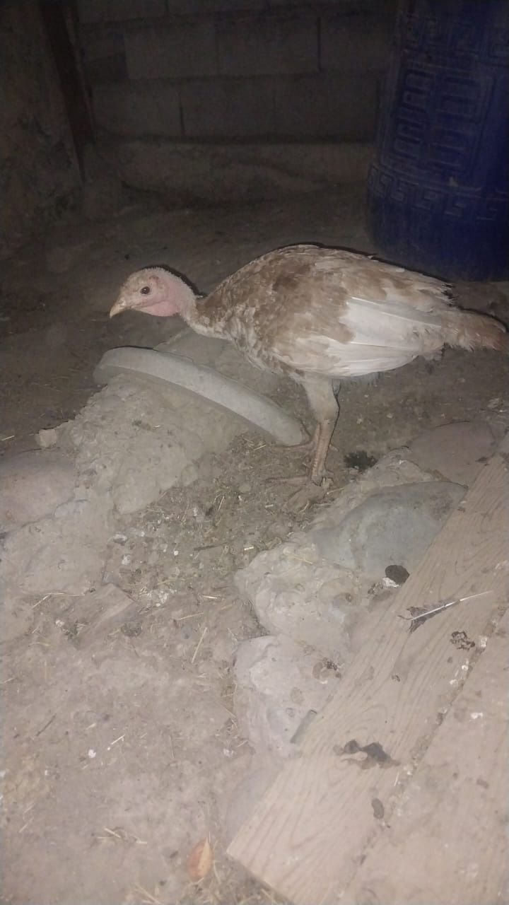 Ундук балапандары