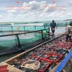 Балиқ боқишга оборудование. Под заказ из Китай