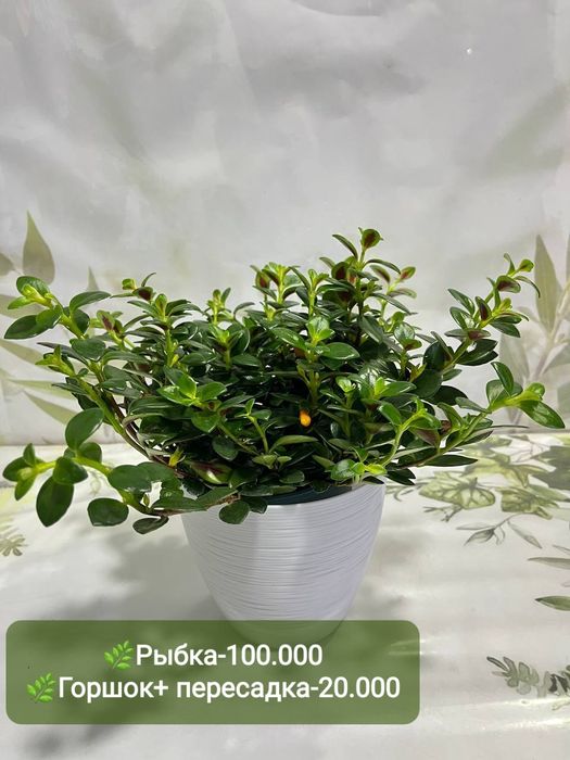 Рускус, Муррайя,Калатея Фьюжен, Декабрист Диффинбахия