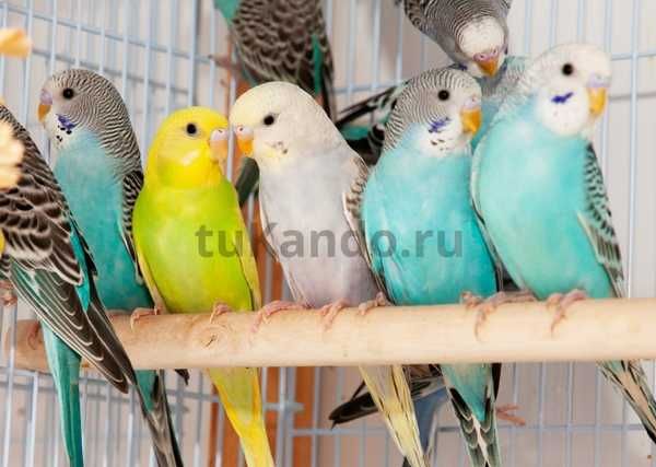 Попугай волнистые молодые по 3500 один