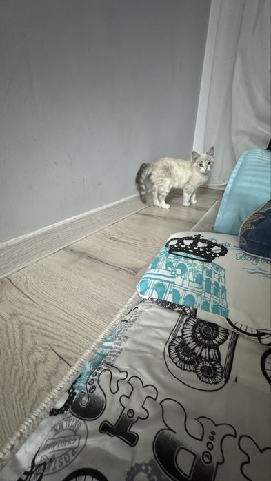 Отдам даром хорошие руки