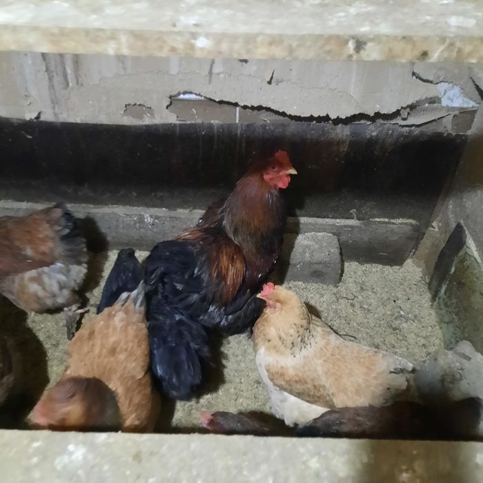 Продам петухов породы БРАМА