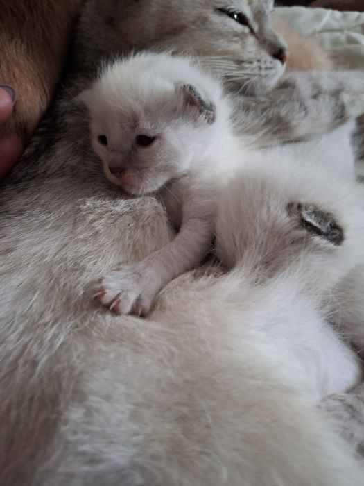 Продам котят скоттиш страит,котятами 2 недели,бронь