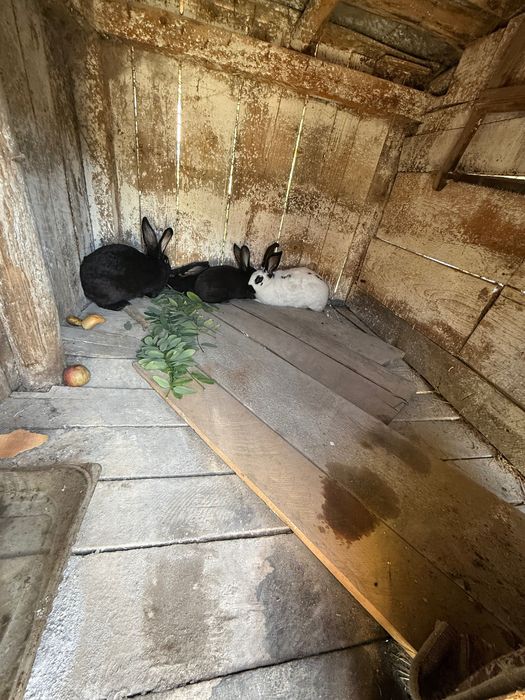 Vand Iepuri 2 mari 2 mai mici