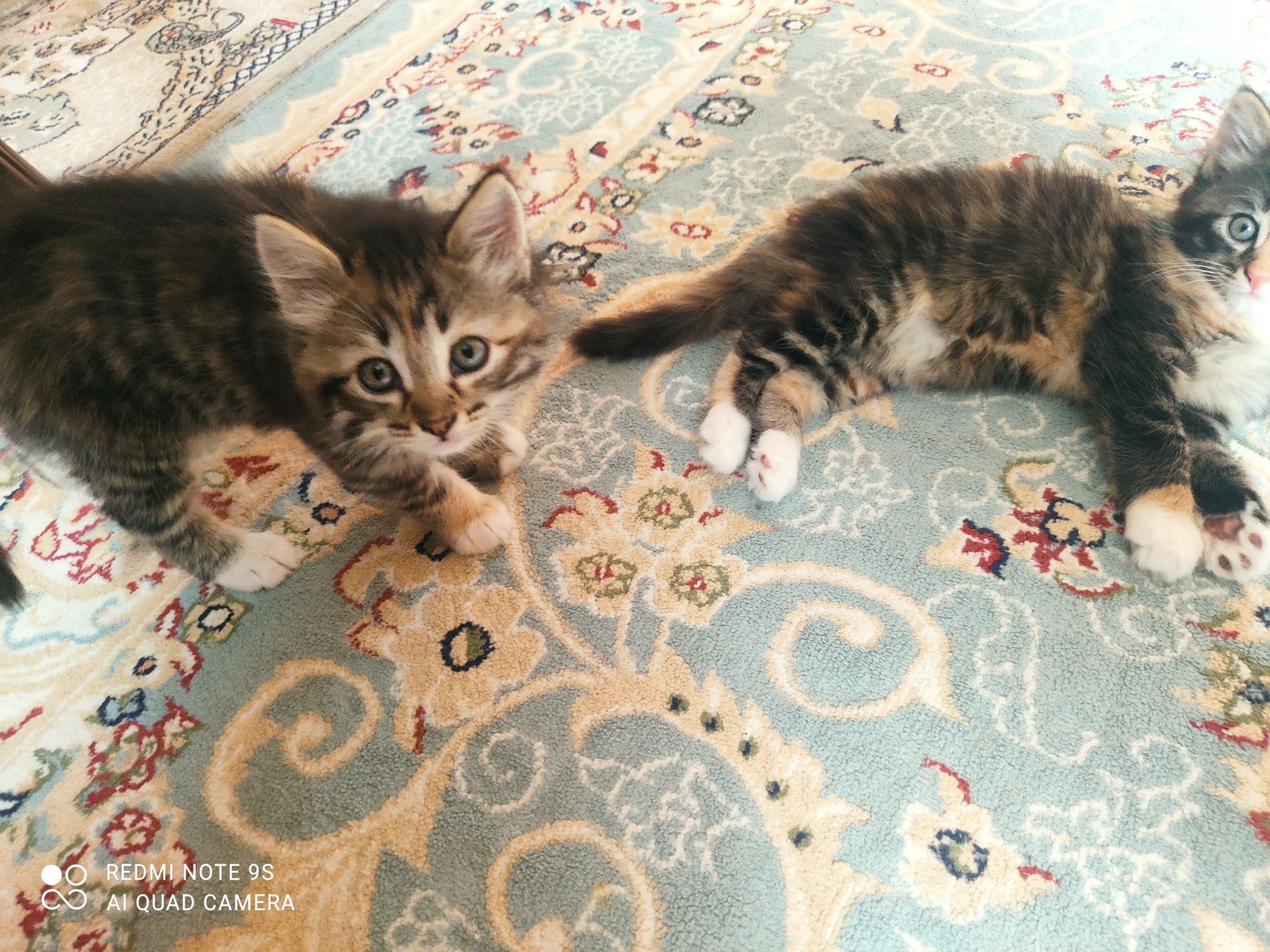 Котята в хорошие руки