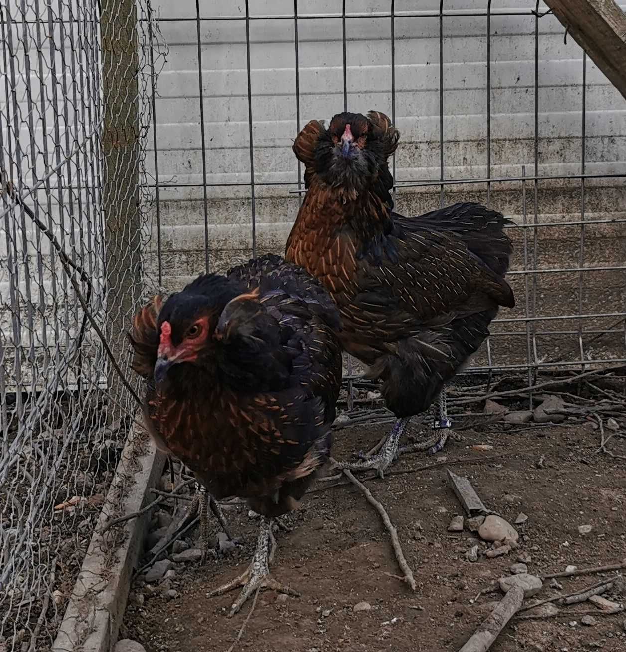 Oua Araucana Argintiu Silver / Gat Auriu / Potarnichiu