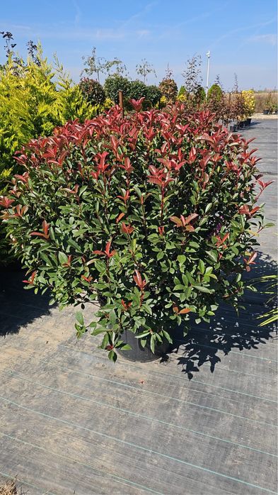 Photinia red robin globulara