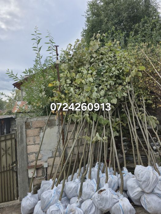 Tei Platan englezesc mesteacăn