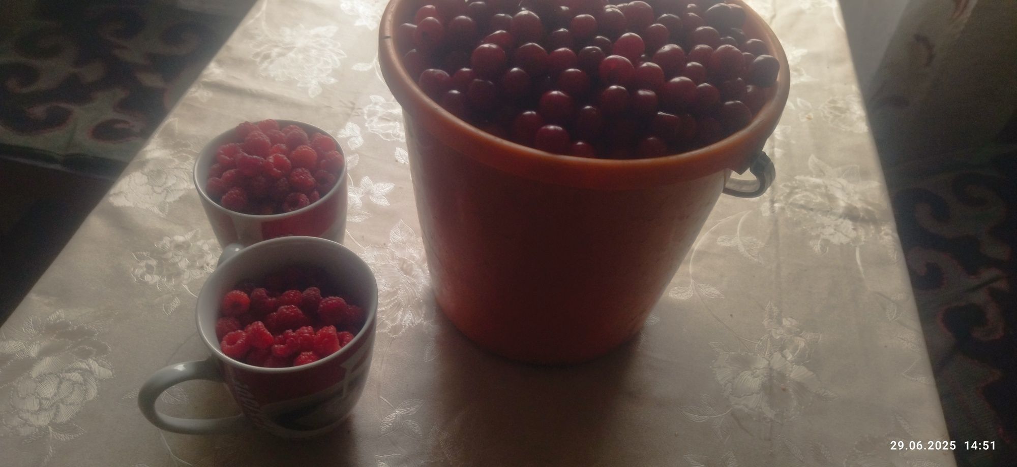 Продам вишню домашнюю