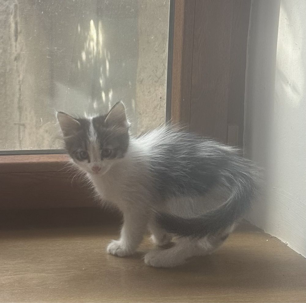 Котёнок ищет хозяина