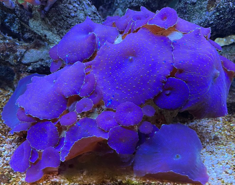 Corali soft acvariu recif