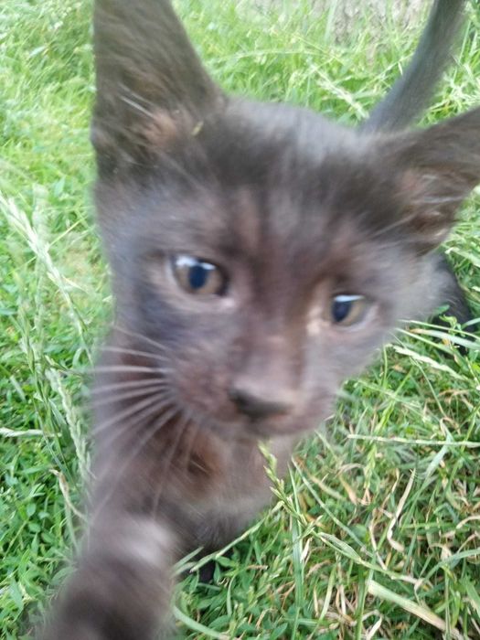 Pisici pentru adoptie