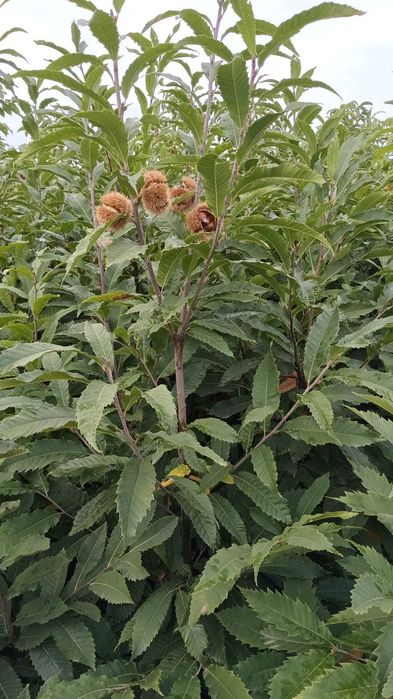 Lavanda.Trandafiri.Coacaz.Castan.Afin.Nuci.Baloti fan;Lucerna min TIR>