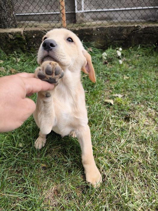 Лабрадор Редривър