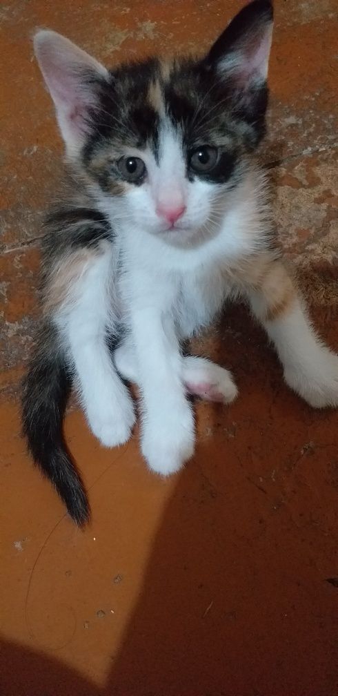 Отдам даром бесплатно котят