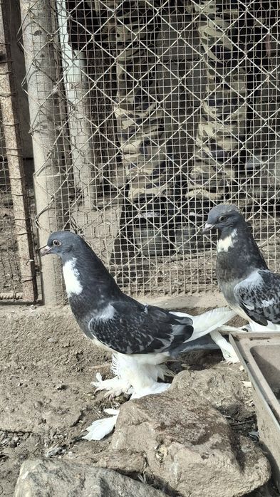 Vând gustați 4 perechi