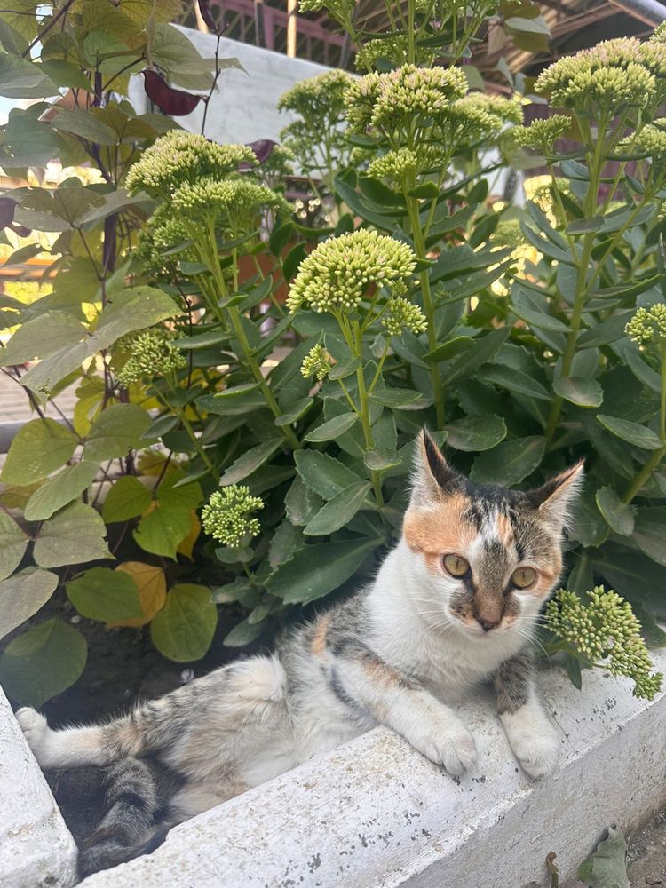 Котята 3 мес мальчик и девочка отдам в добрые руки