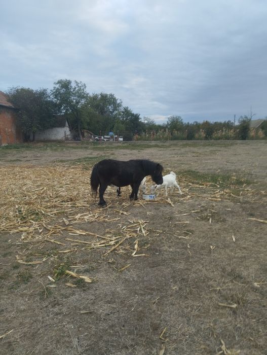 Mini ponei/iapa.