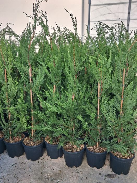 Tuia leylandii super oferta