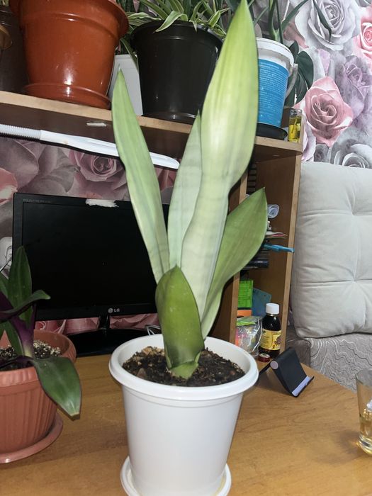 сансевиерия муншайн