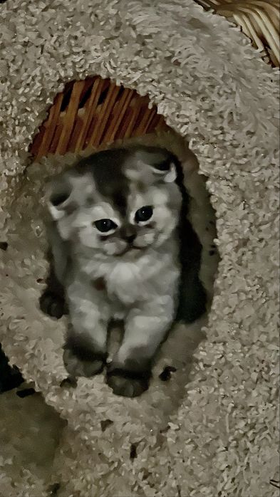 чисто кровный серебристая шиншилла