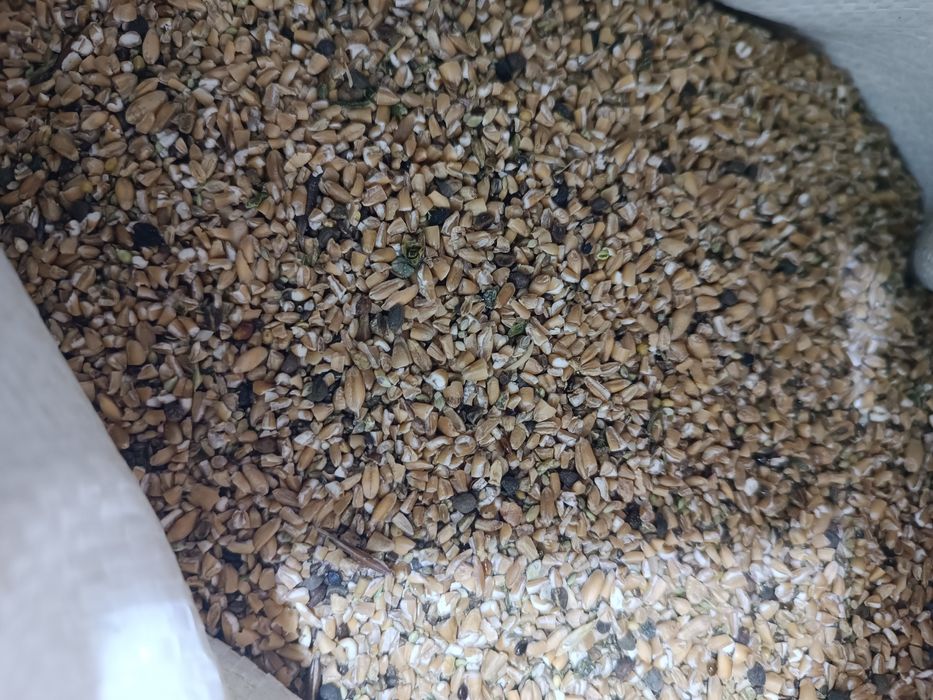 Продам пшеничные отходы