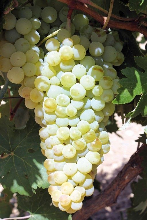 Struguri de masa si de vin