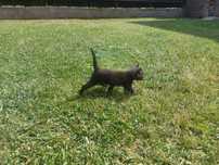 Ofer spre adoptie pui de pisicuta!