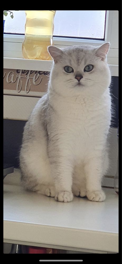 Brittish shorthair