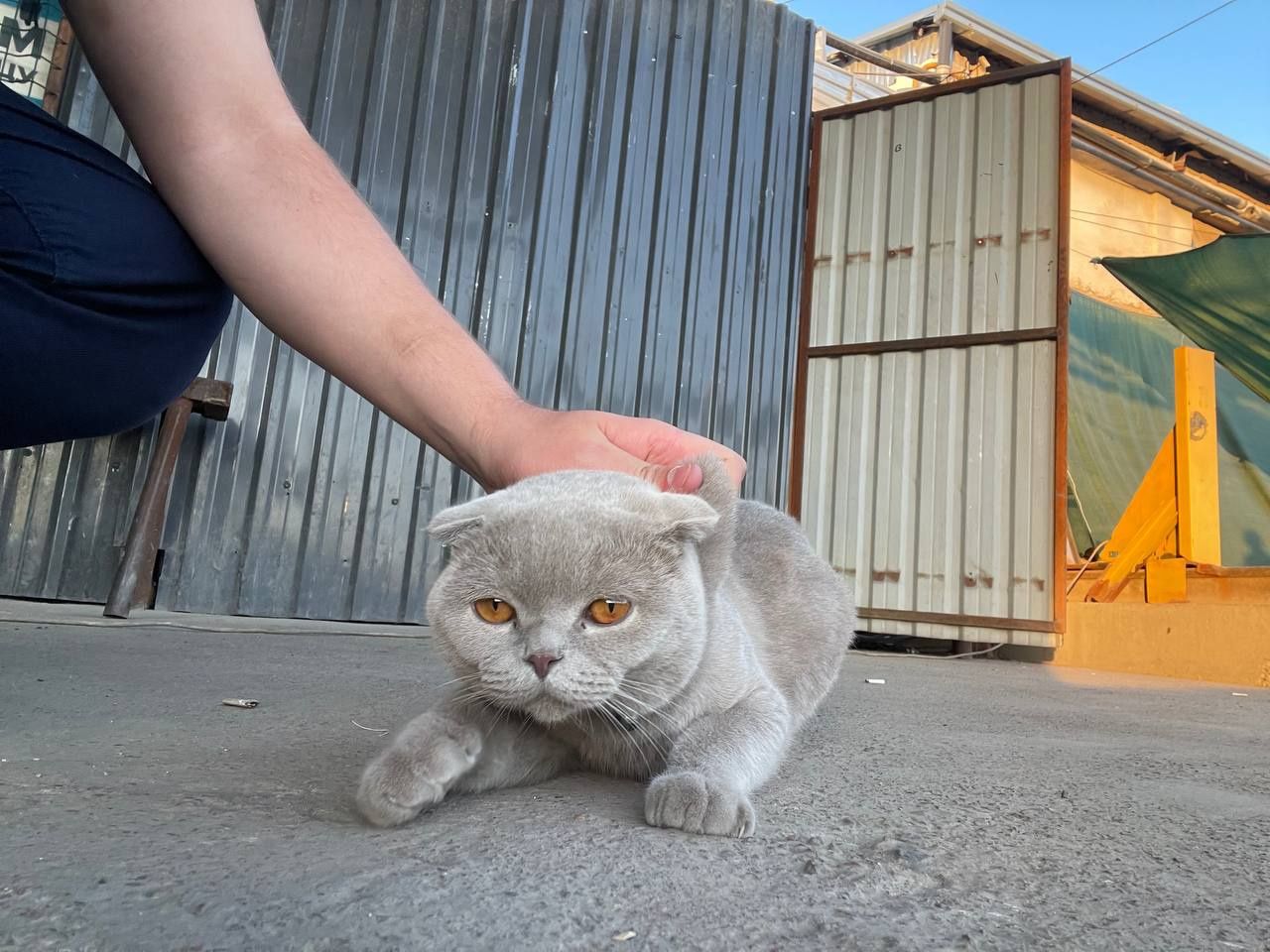 Мушук эркак скотч фолд