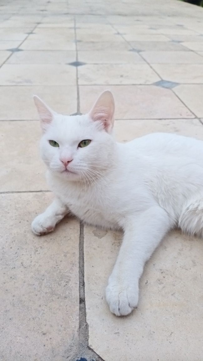 Кошка белая домашная
