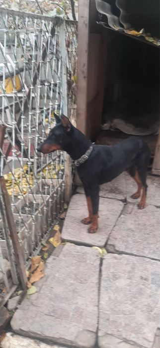 Продаёться Доберман