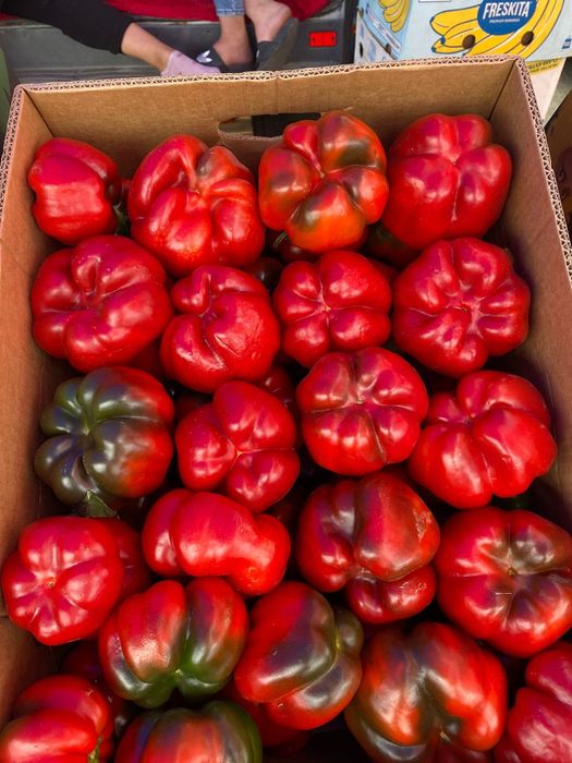 Vând Gogosari murați